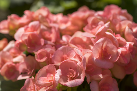 Pink Begonia Flower Closeupの写真素材