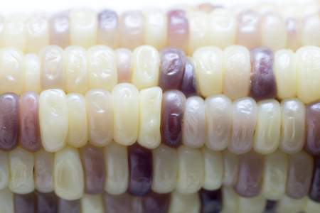 Sweet Violet Corn Boiled macro shotの写真素材