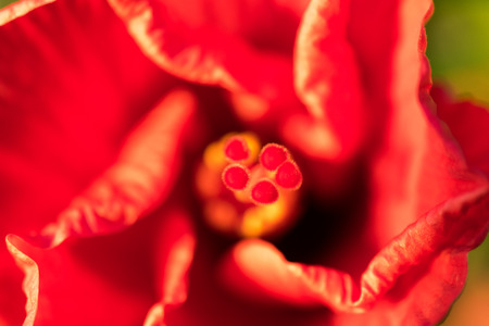 Red Hibiscus Flower Closeup macro shotの写真素材