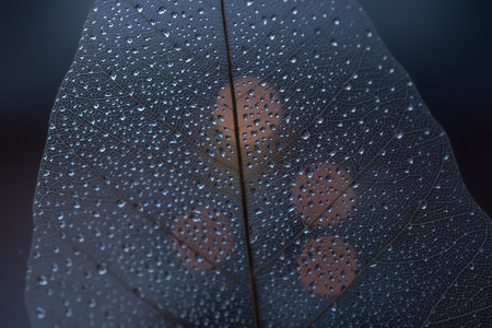 Water drop on Dried Leaf with Blue Tone  backgroundの写真素材