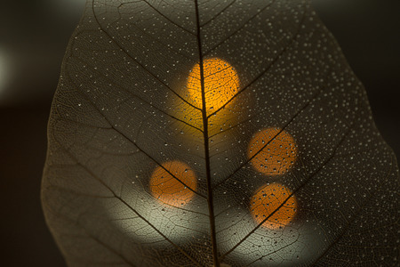Water drop on Dried Leaf with Blur backgroundの写真素材