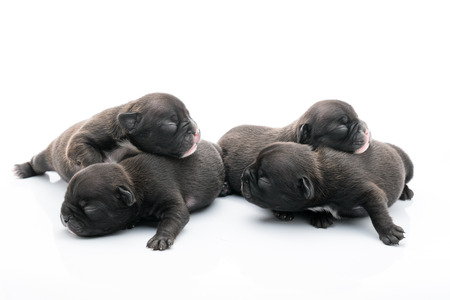 Brindle French bulldog Puppies on White backgroundの写真素材