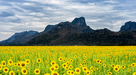 Sun flowers field with mountain backgroundの写真素材