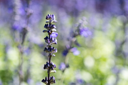 Violet flower in field with blur backgroundの写真素材