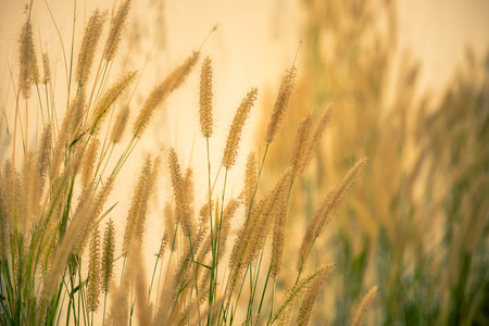 Grass flowers split toning effect