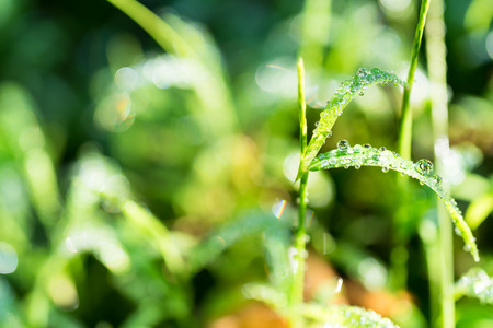 Grass water drop macro shot