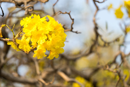 Silver trumpet tree, Tree of gold, Paraguayan silver trumpet treeの写真素材