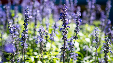 Violet flower in field with blur backgroundの写真素材