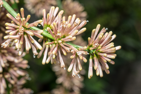 Cape of good hope flower closeup shotの写真素材