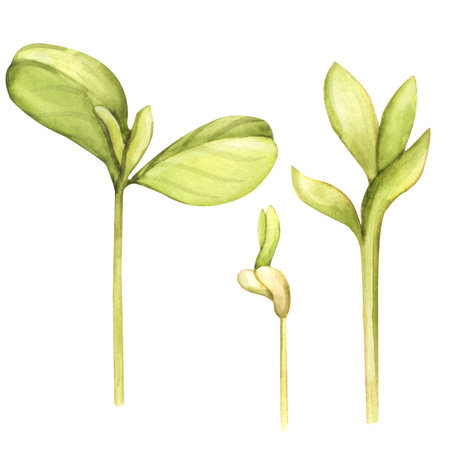 watercolor green sproutsの写真素材