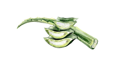 Watercolor illustration of a fresh aloe vera leaf with cut sectionsの写真素材