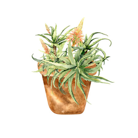 Aloe vera plant in a rustic terracotta potの写真素材