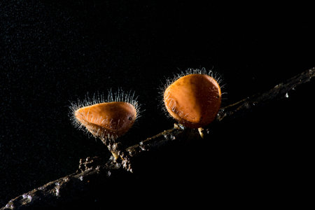 Orange mushroom or Champagne mushroom in rain forest, Thailand の写真素材