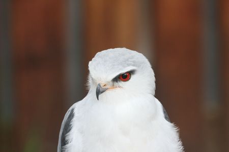 Black - Shouldered Kite