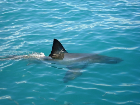 Great White Shark - South Africaの写真素材