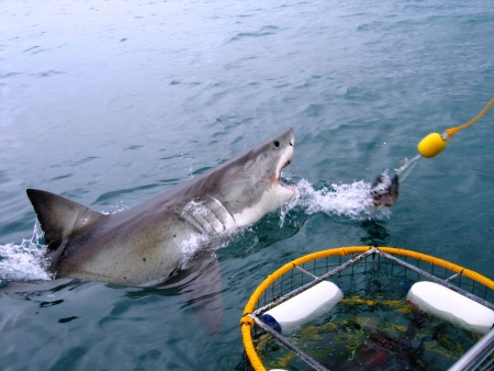 Great White Shark breeches next to a dive cage.の写真素材