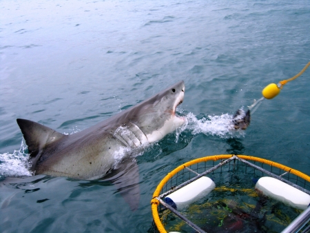 Great White Shark breeches next to a dive cage.