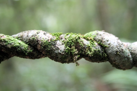 Twisted Woodの写真素材