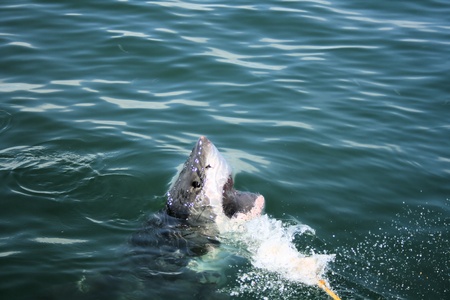 Great White Sharkの写真素材