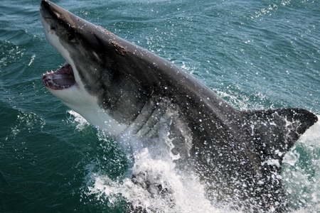 Great White Sharkの写真素材