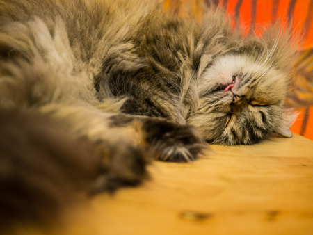 cat's sleeping and show his tongueの写真素材