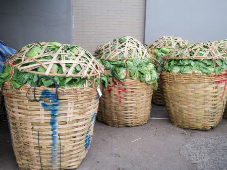 chinese kale in basket package for wholesaleの写真素材