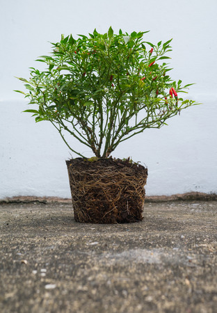Chili tree and root out of potの写真素材
