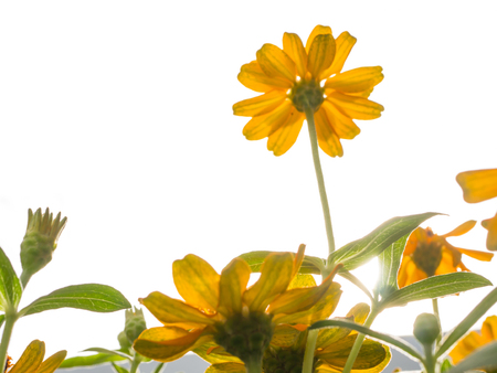 Yello garden zinnia in bottom view on white background, high keyの写真素材