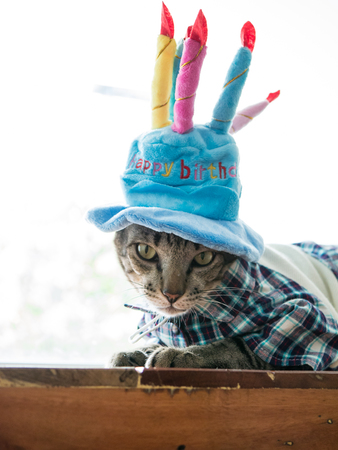 siamese cat on wood table with Happy birthday hat and shirtの写真素材
