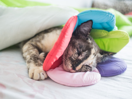 cat and color recovering pet collar flower shape