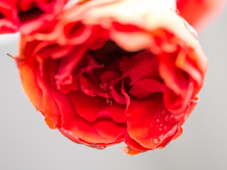 Red rose in Thai style garlandの写真素材