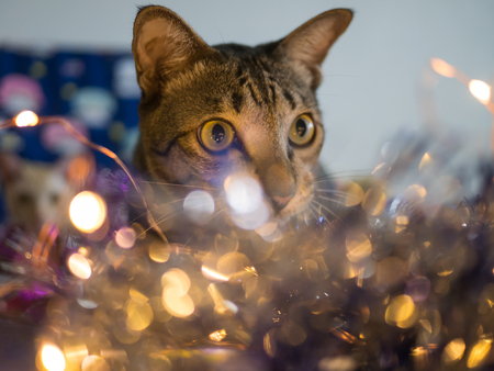 Siamese cat and christmas decoration in sunlightの写真素材