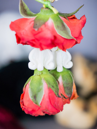 Red rose in Thai style garlandの写真素材