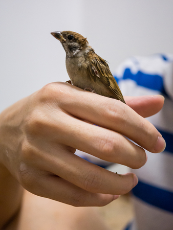 Close-up little sparrow with  pain on human handの写真素材