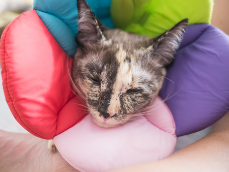 cat and color recovering pet collar flower shapeの写真素材