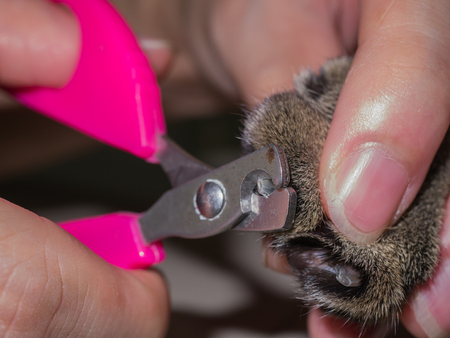 Man's hand hold cat's foot for cut nails.の写真素材
