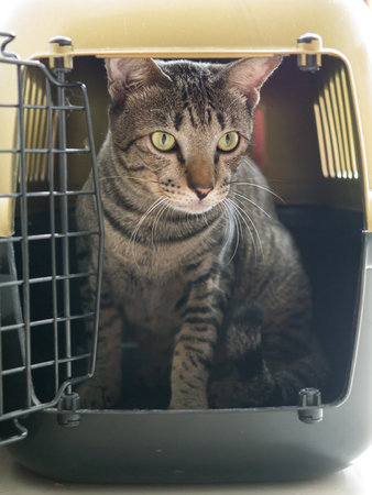 Siamese triped cat in travel boxの写真素材