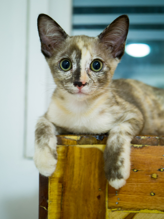 Isolated kitten with copy spaceの写真素材