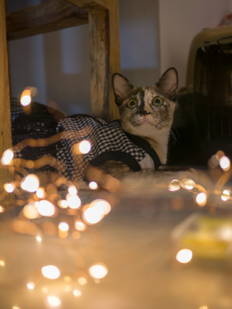 Siamese cat in black and white dress and fancy led lightの写真素材