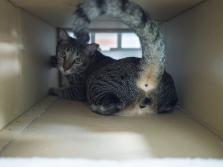 Tabby cat and its butt in paper brown boxの写真素材