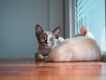 2 cats relax on wood tableの写真素材