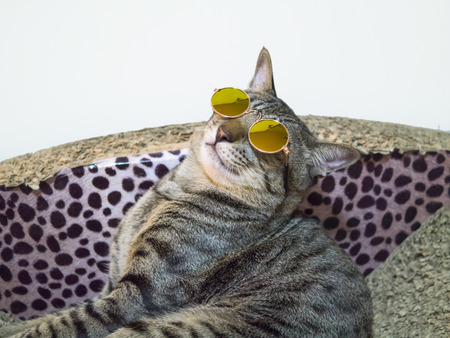 Cat wearing mini Sunglasses for pet on scratch padの写真素材