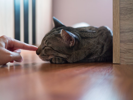 Man's hand touch Siamese tubby cat's nose while asleep on wood floor in bedroom