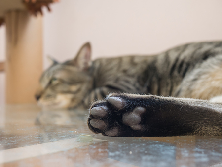 Siamese taby cat's foot close upの写真素材