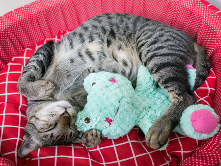 Siamese tabby cat relax on red pet padding with green flog dollの写真素材