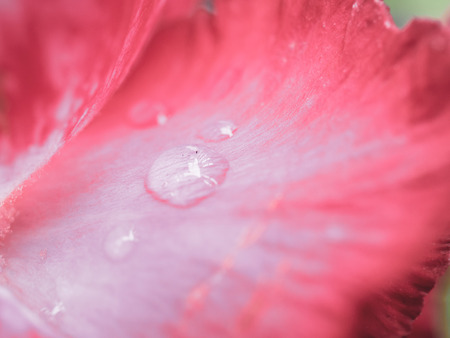 close up pink Plumeria flower and waterdropの写真素材