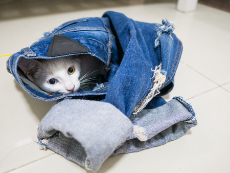 white cat in blue jean pantsの写真素材
