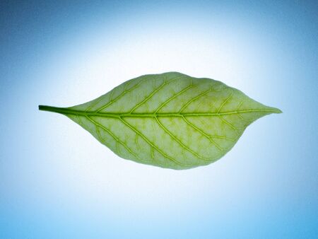 Macro Green leaf on lightbox with blue radial gredientの写真素材