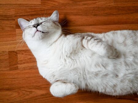 baige color Tonginese strip cat lie on wood floor