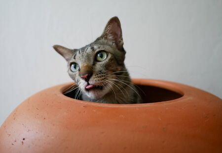 Siamese strip tabby cat in earthenware jarの写真素材